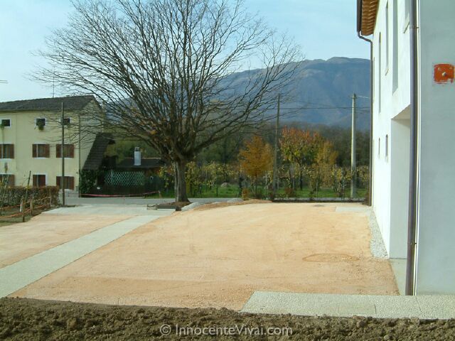 Carpino secolare prima della potatura